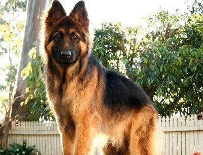 عکس سگ ژرمن پاکوتاه