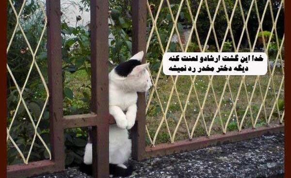 عکس گربه لات