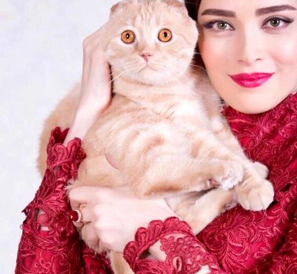عکس گربه لات