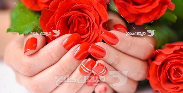 عکس گل های رز قرمز زیبا
