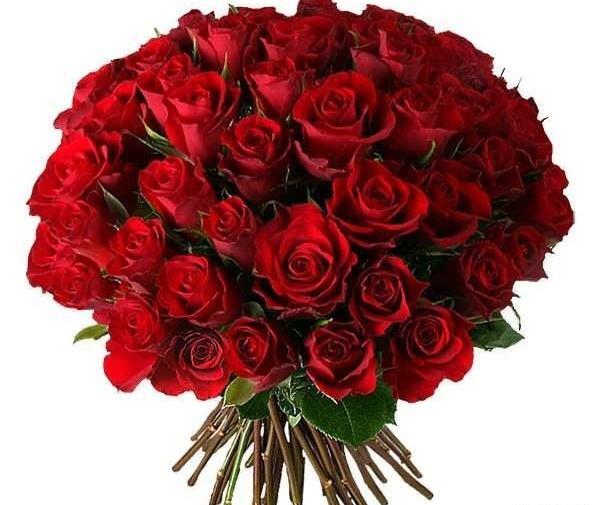 عکس گل های رز قرمز زیبا