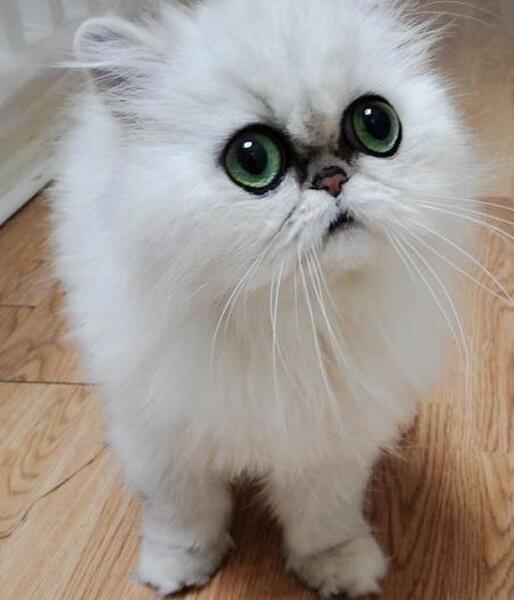 عکس گربه خانگی