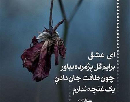 عکس گل شکست عشقی