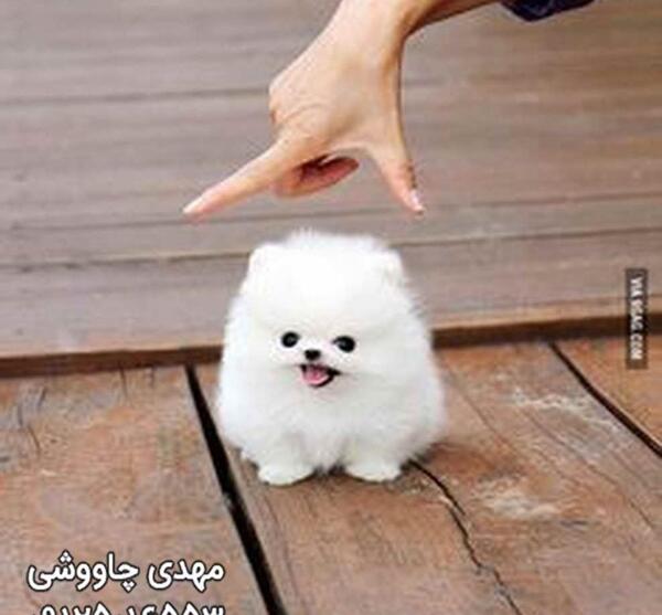 عکس سگ یک روزه