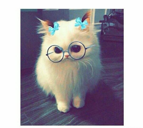 عکس گربه زیبا برای تصویر زمینه