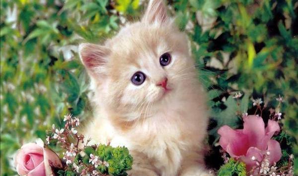 عکس گربه زیبا برای تصویر زمینه