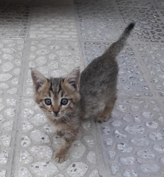 عکس گربه تو خونه