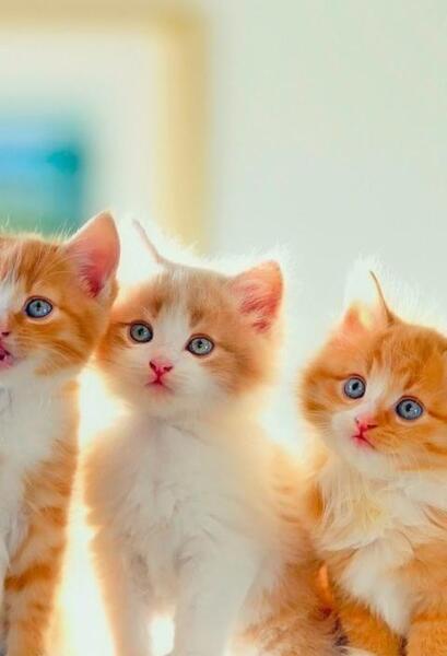 عکس گربه پس زمینه