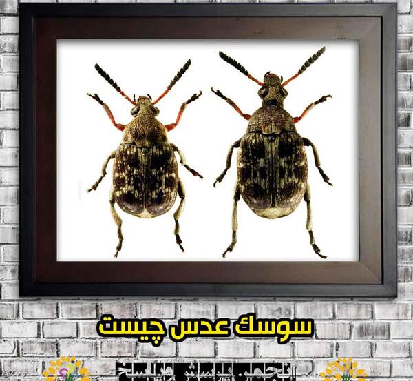 عکس سوسک عدس