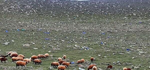 عکس روستای طالب قشلاقی اردبیل