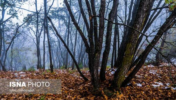 عکس های زیبا از طبیعت جنگل