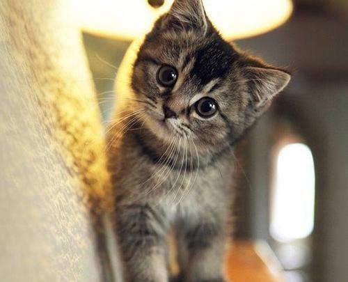 عکس گربه فیک