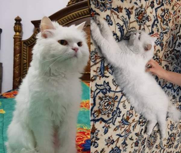 عکس گربه فیک
