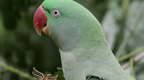 عکس شاه طوطی نر