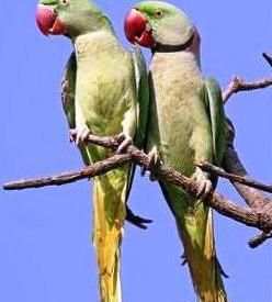 عکس شاه طوطی نر