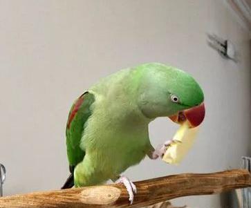 عکس شاه طوطی نر