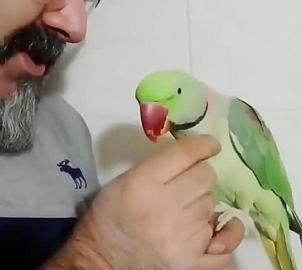 عکس شاه طوطی نر
