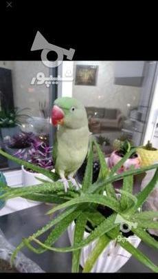عکس شاه طوطی نر