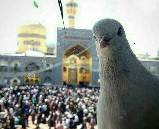 عکس حرم امام رضا با کبوتراش