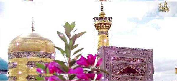 عکس حرم امام رضا با کبوتراش