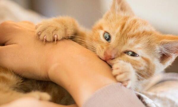 عکس گربه قایم شده