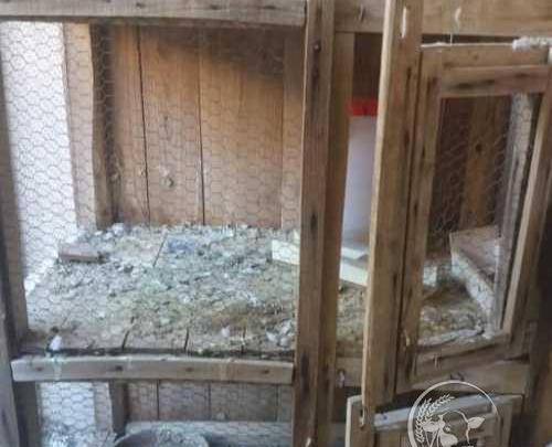 عکس جفت کن کفتر