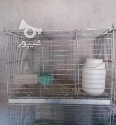 عکس جفت کن کفتر