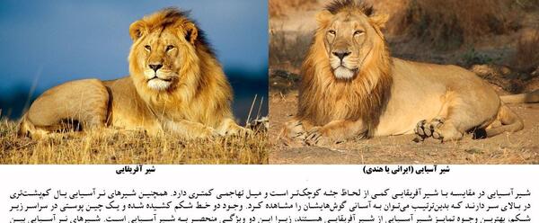 عکس شیر وحشی ایران