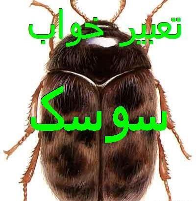 عکس سوسک کوچک