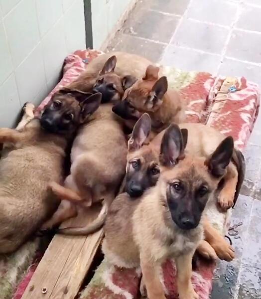 عکس سگ ژرمن ورک