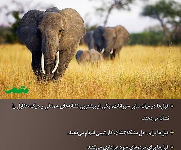 عکس حیوانات فیل
