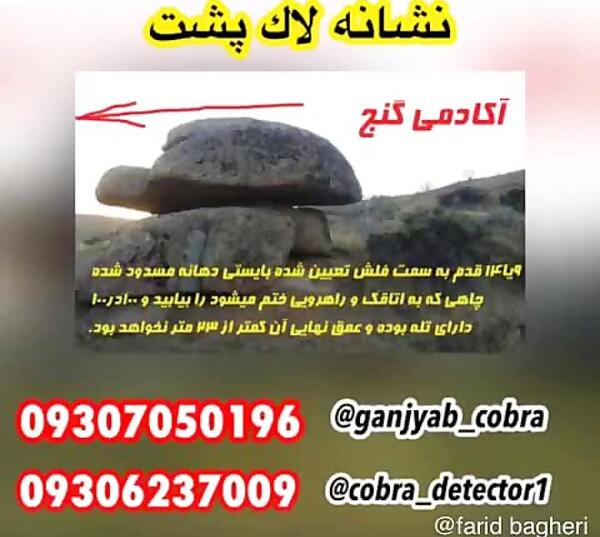 عکس لاک پشت در دفینه