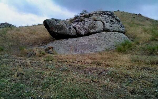 عکس لاک پشت در دفینه