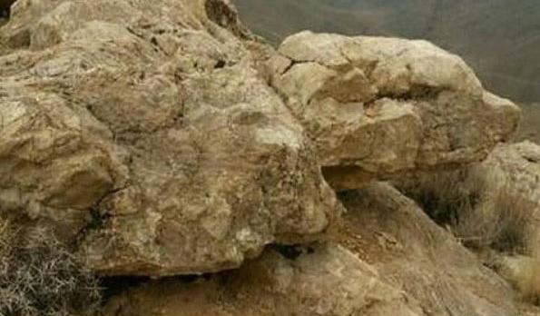 عکس لاک پشت در دفینه