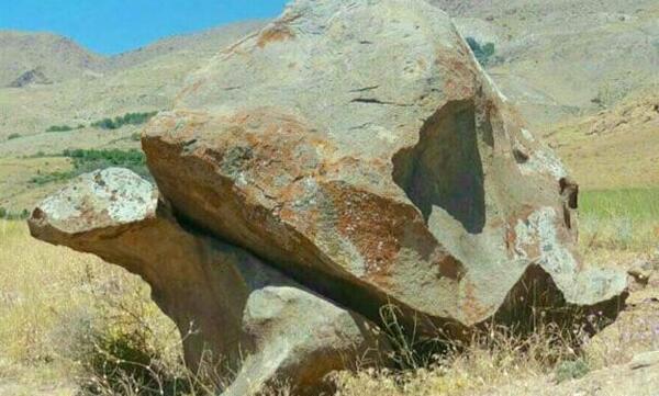 عکس لاک پشت در دفینه