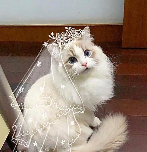 عکس گربه ای