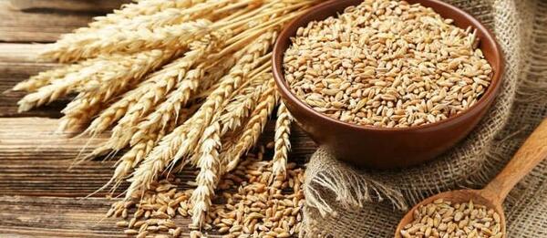 عکس گندم و ذرت