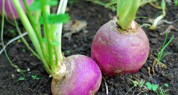 عکس برای شلغم