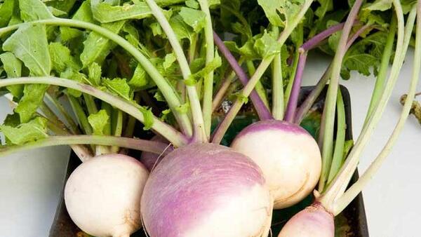 عکس برای شلغم