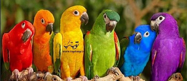 عکس طوطی رنگارنگ زیبا