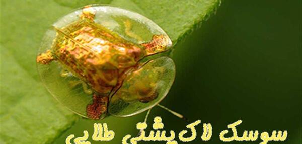 عکس سوسک لاک پشتی