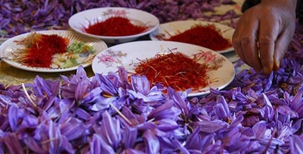 عکس زعفران در گلدان