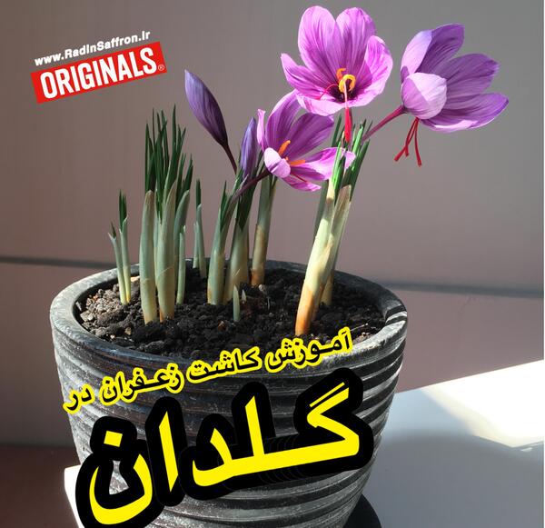 عکس زعفران در گلدان