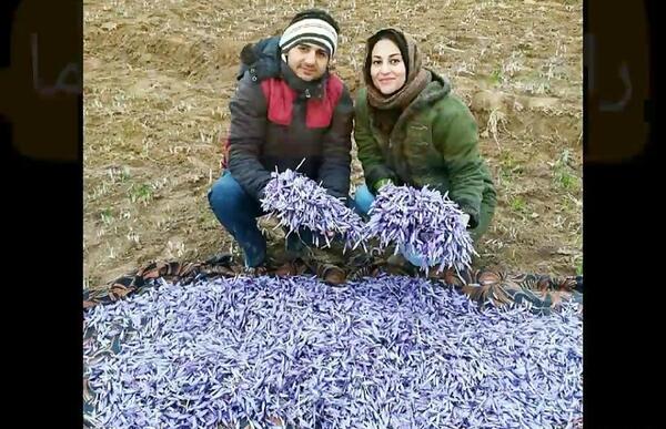 عکس زعفران در گلدان