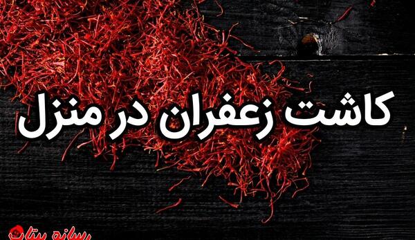 عکس زعفران در گلدان