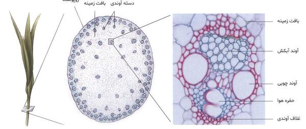 عکس تک لپه و دولپه