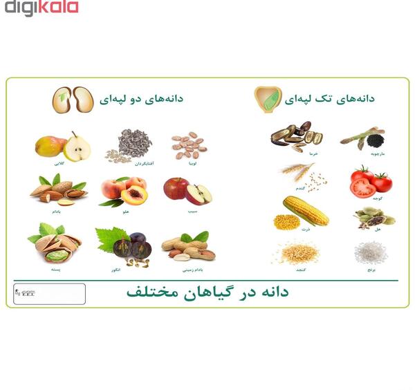 عکس تک لپه و دولپه