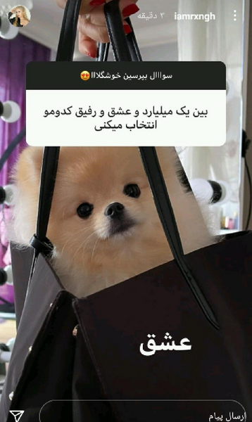 عکس سگ رکسانا موکا