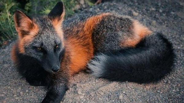 عکس روباه کمیاب