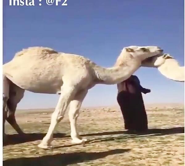 طنز عکس شتر خنده دار